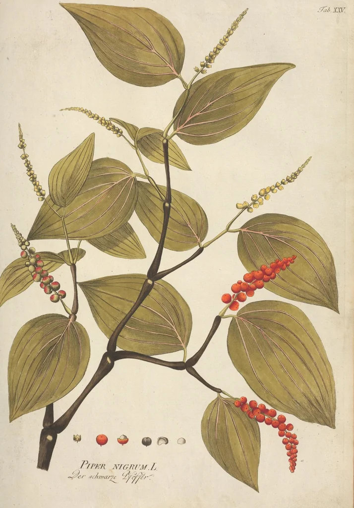 An illustration from (Centuria.I.), 1788, leaf 129