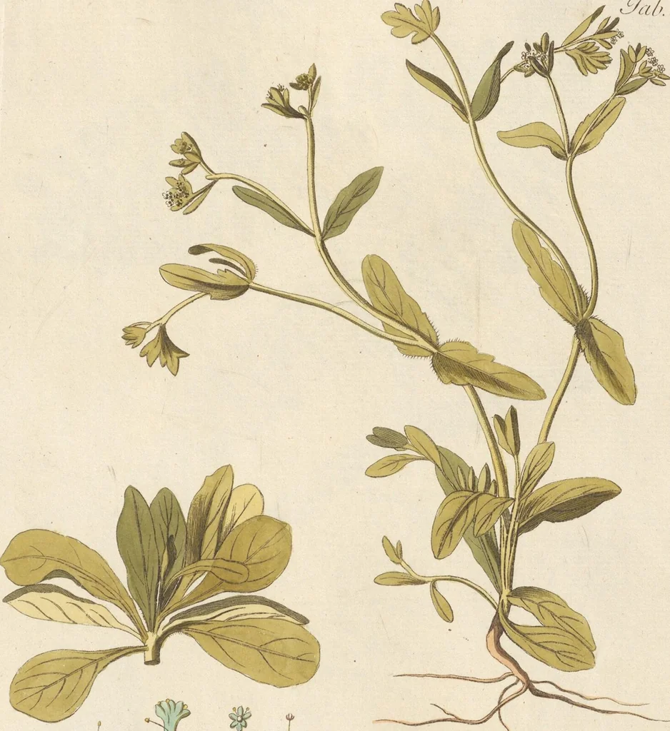 An illustration from (Centuria.I.), 1788, leaf 141