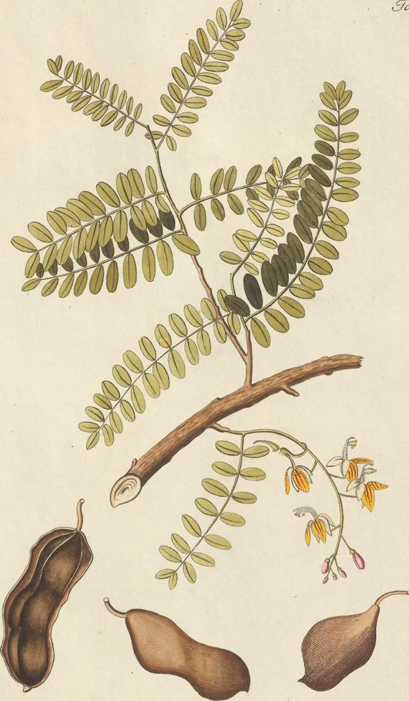 An illustration from (Centuria.I.), 1788, leaf 143