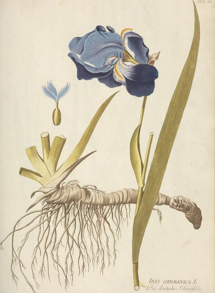 An illustration from (Centuria.I.), 1788, leaf 149