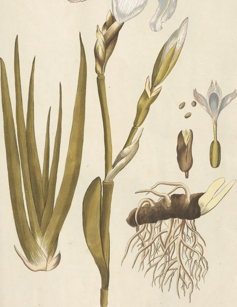 An illustration from (Centuria.I.), 1788, leaf 151