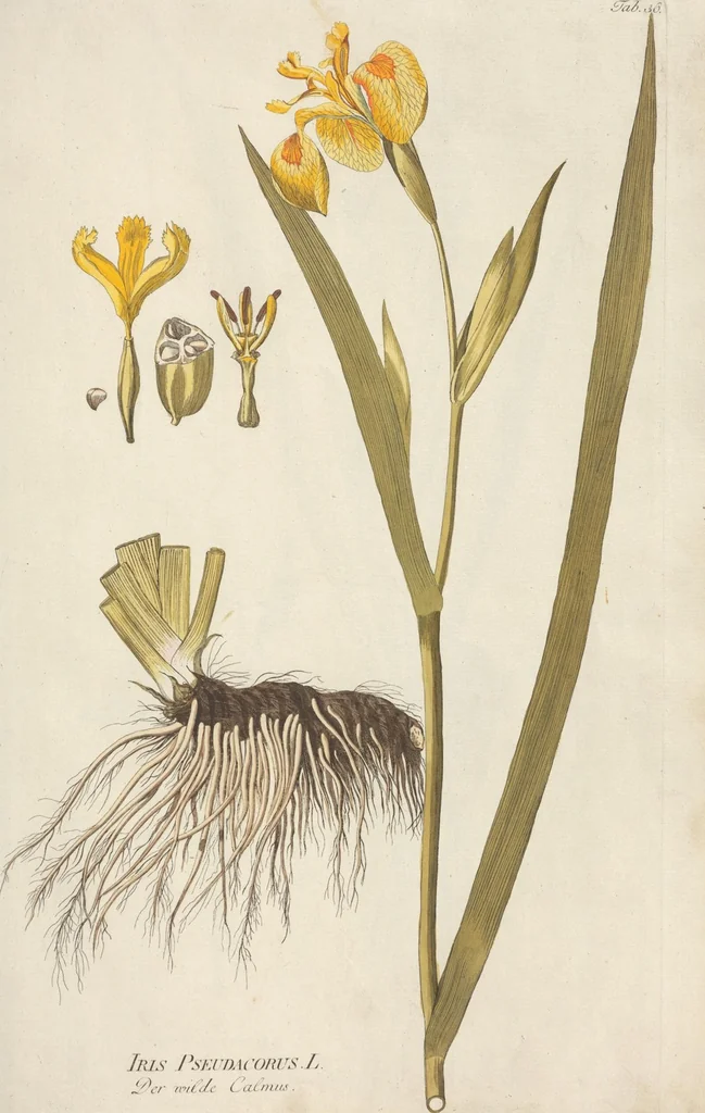 An illustration from (Centuria.I.), 1788, leaf 153