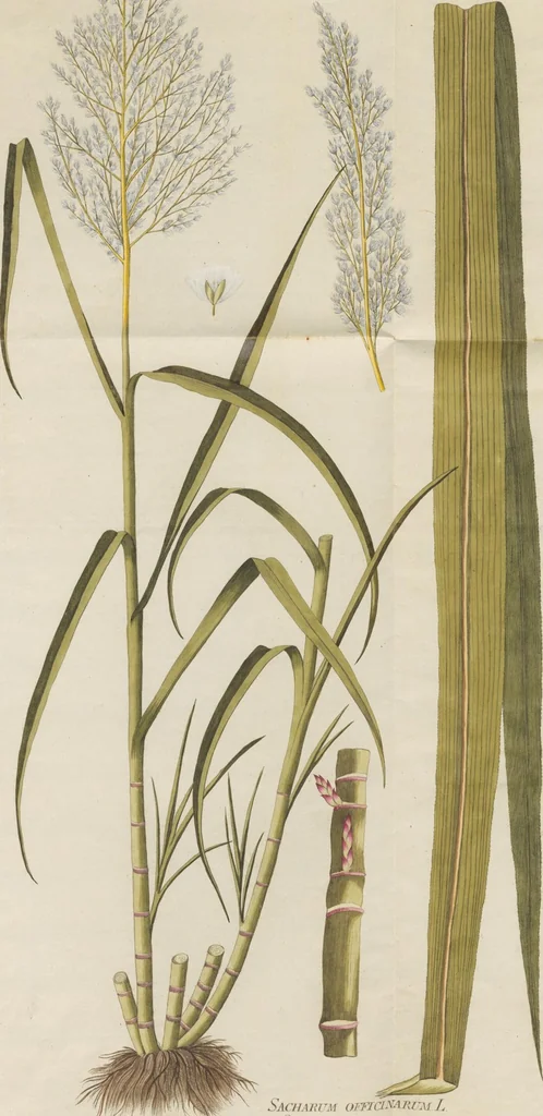 An illustration from (Centuria.I.), 1788, leaf 161