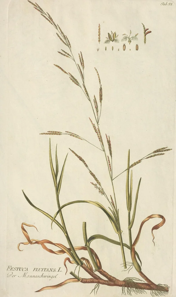 An illustration from (Centuria.I.), 1788, leaf 169