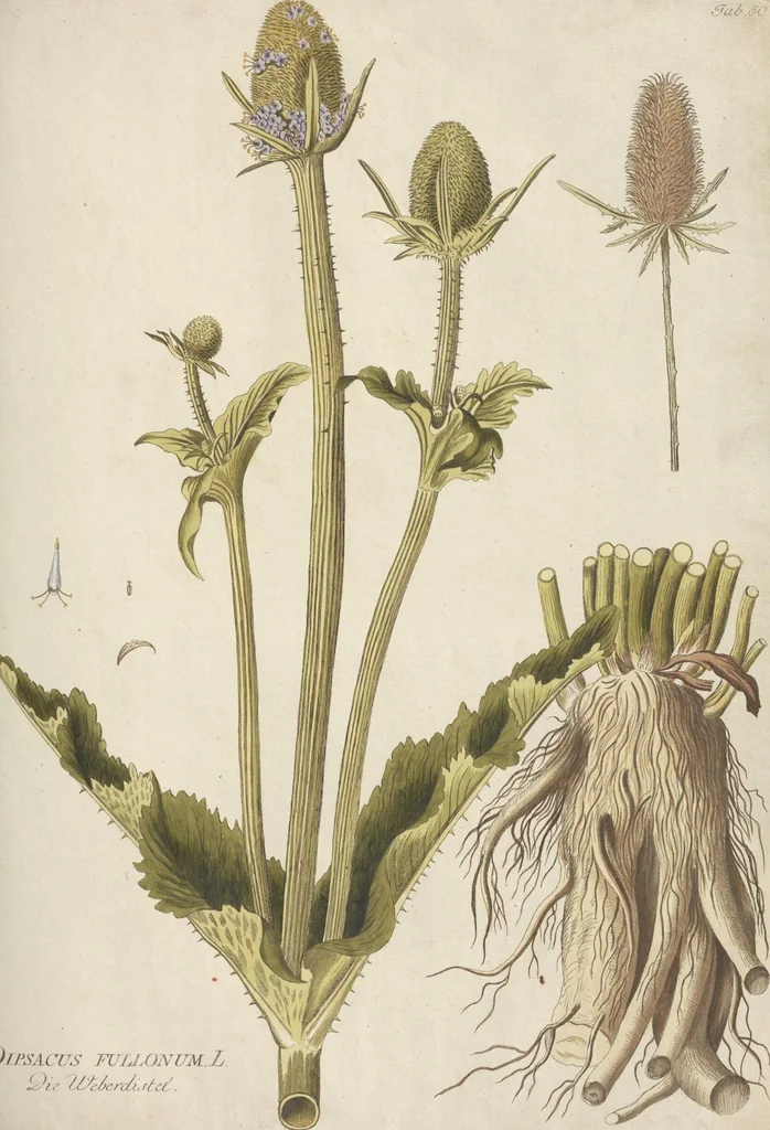 An illustration from (Centuria.I.), 1788, leaf 181