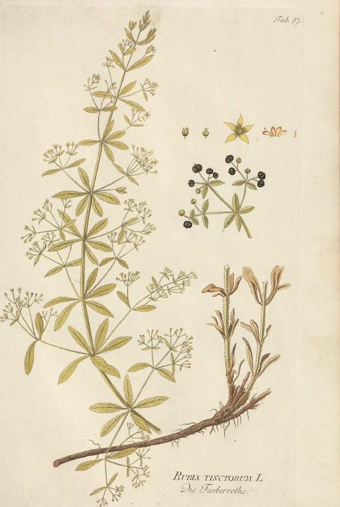 An illustration from (Centuria.I.), 1788, leaf 197