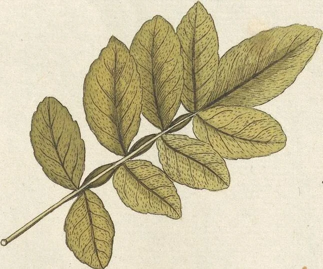 An illustration from (Centuria.I.), 1788, leaf 213