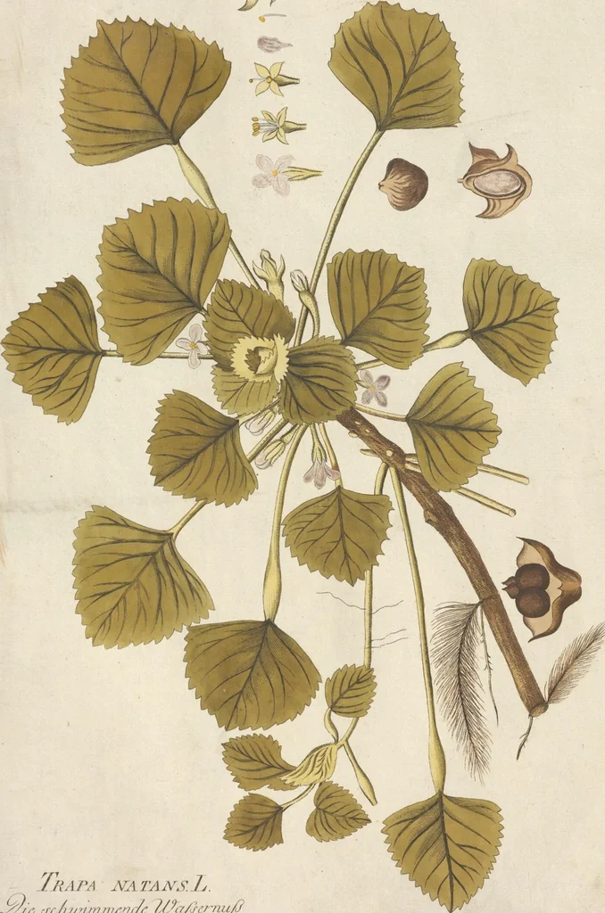 An illustration from (Centuria.I.), 1788, leaf 215