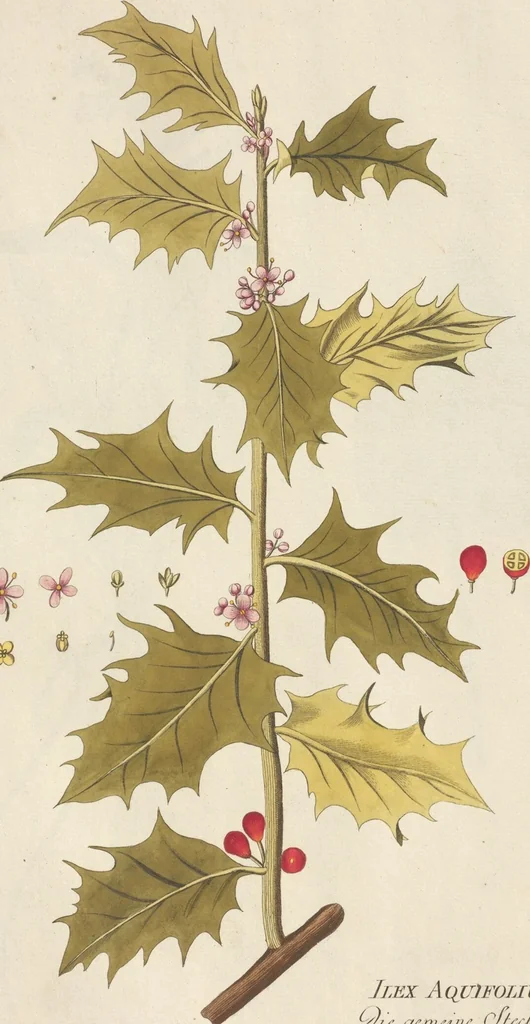 An illustration from (Centuria.I.), 1788, leaf 227