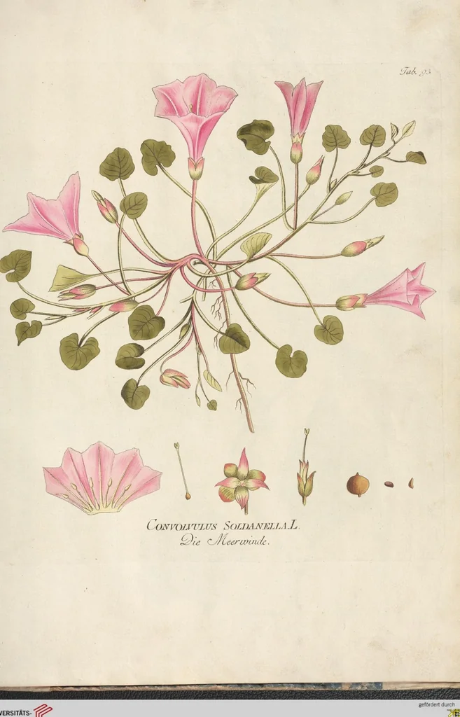 An illustration from (Centuria.I.), 1788, leaf 271