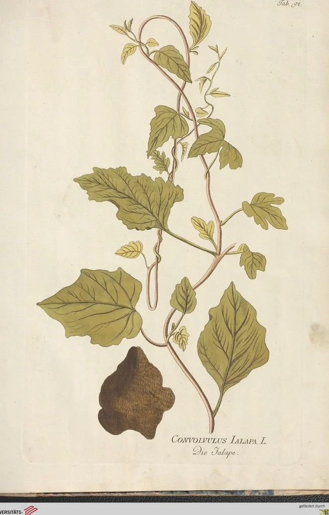 An illustration from (Centuria.I.), 1788, leaf 273