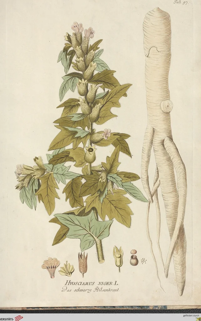 An illustration from (Centuria.I.), 1788, leaf 279