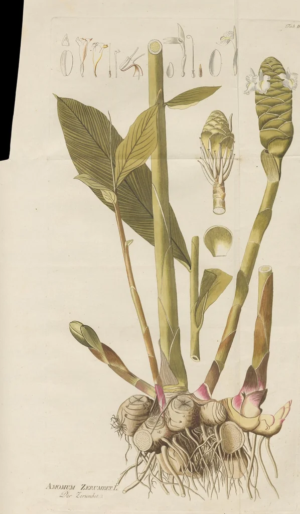 An illustration from (Centuria.I.), 1788, leaf 83