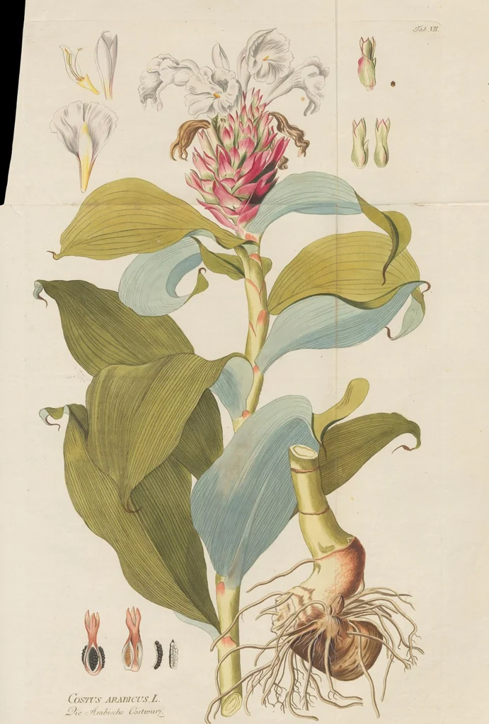 An illustration from (Centuria.I.), 1788, leaf 93