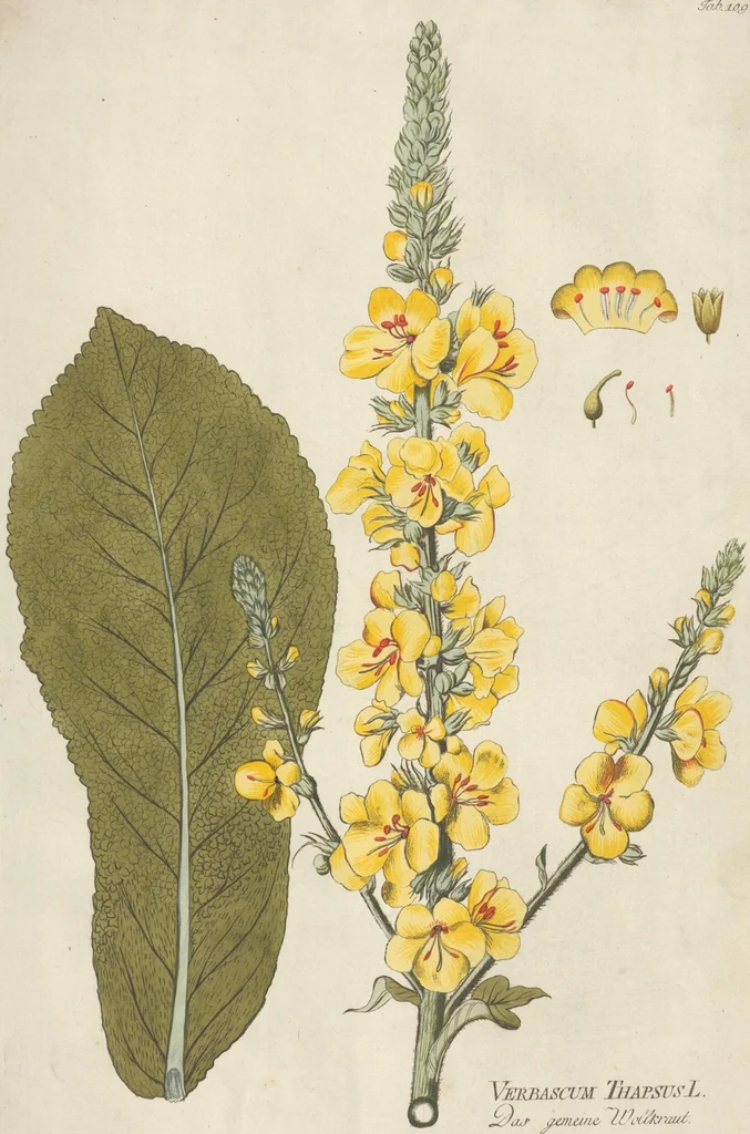 An illustration from (Centuria II.), 1789, leaf 105