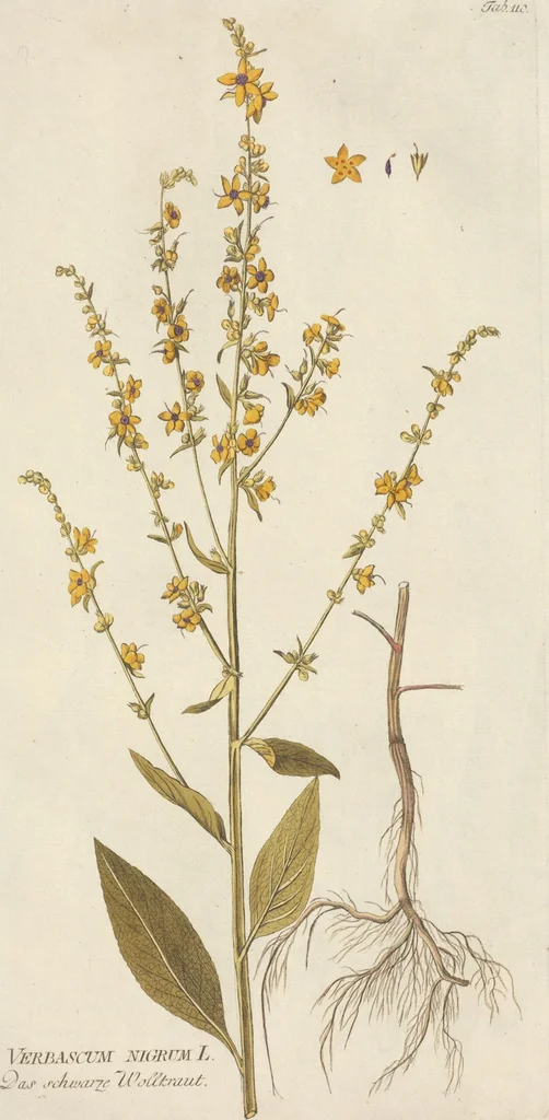 An illustration from (Centuria II.), 1789, leaf 107