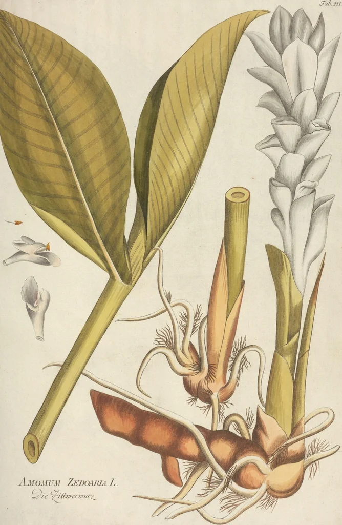An illustration from (Centuria II.), 1789, leaf 109