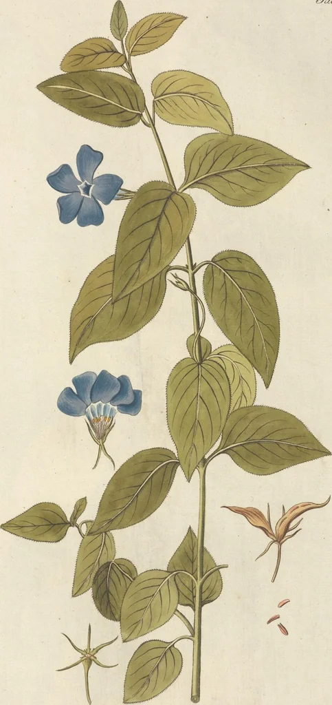 An illustration from (Centuria II.), 1789, leaf 115