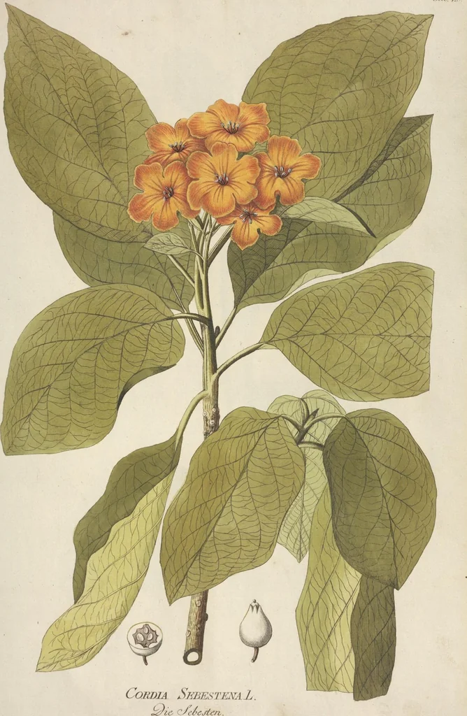 An illustration from (Centuria II.), 1789, leaf 117