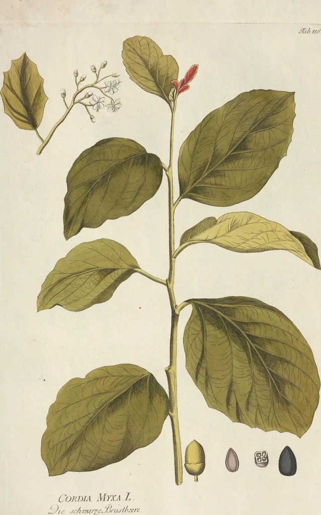 An illustration from (Centuria II.), 1789, leaf 119