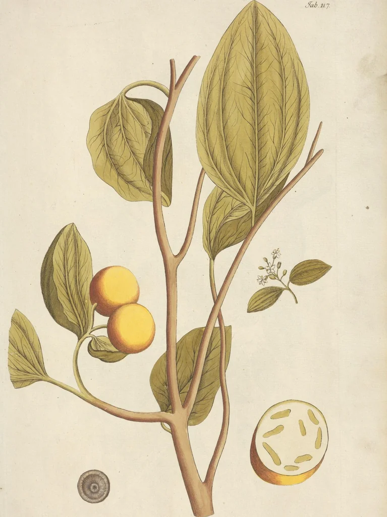 An illustration from (Centuria II.), 1789, leaf 121
