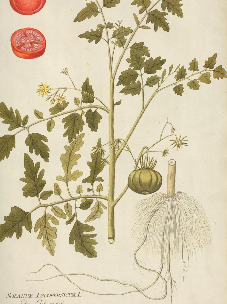 An illustration from (Centuria II.), 1789, leaf 131