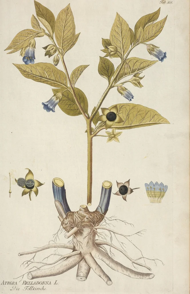 An illustration from (Centuria II.), 1789, leaf 137