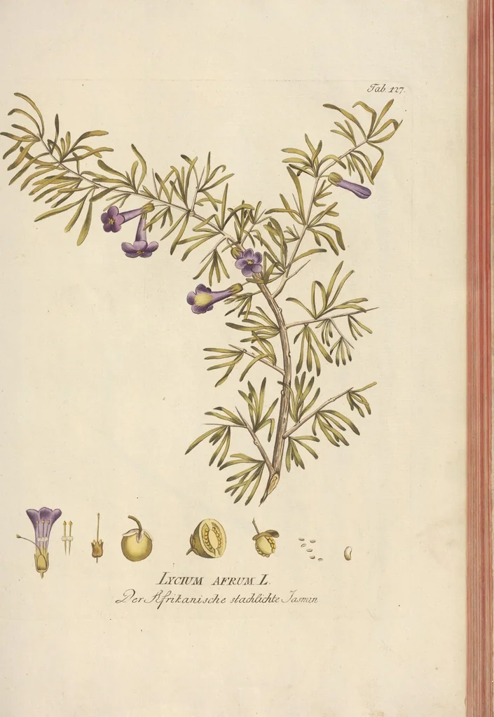 An illustration from (Centuria II.), 1789, leaf 143