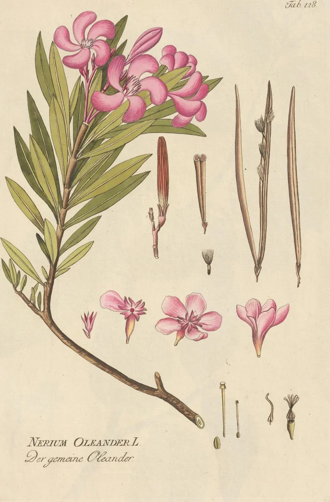 An illustration from (Centuria II.), 1789, leaf 145