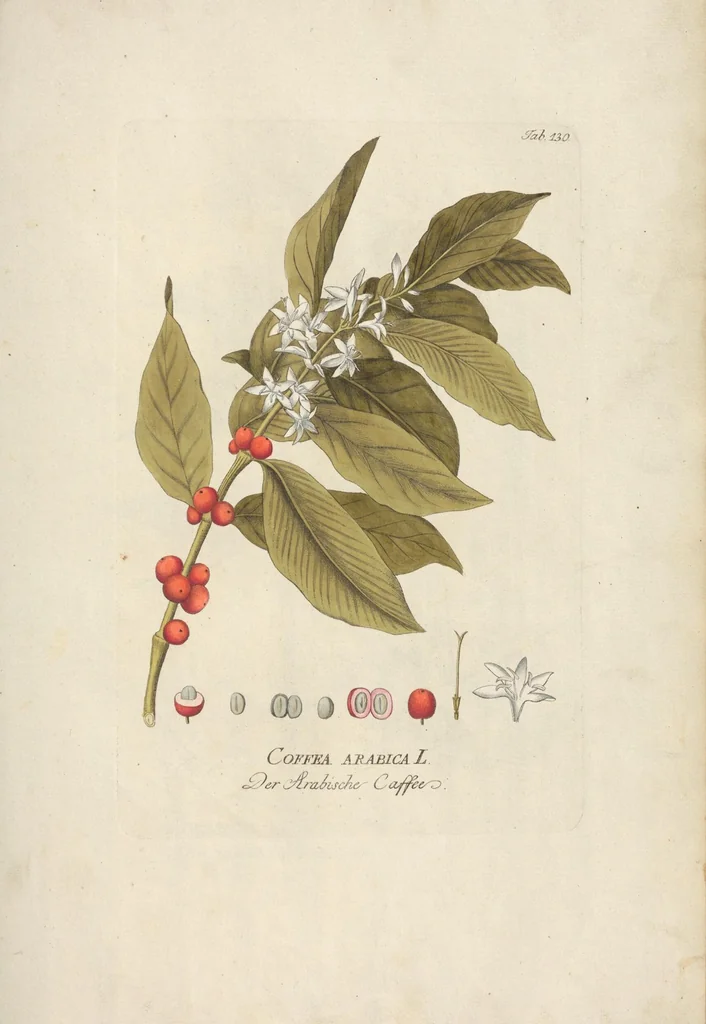 An illustration from (Centuria II.), 1789, leaf 149