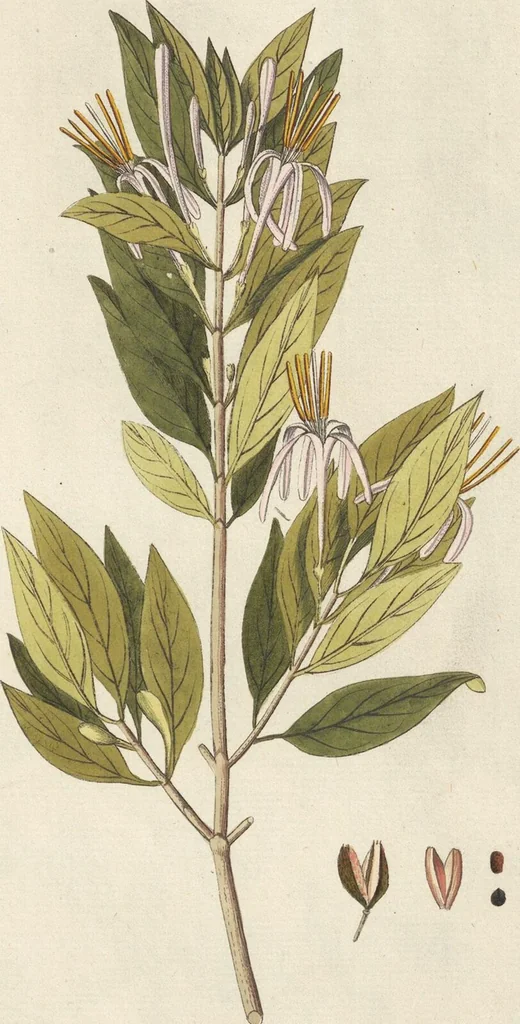 An illustration from (Centuria II.), 1789, leaf 153