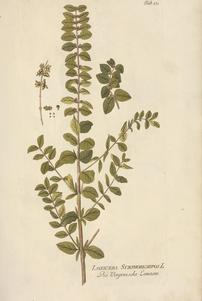 An illustration from (Centuria II.), 1789, leaf 155