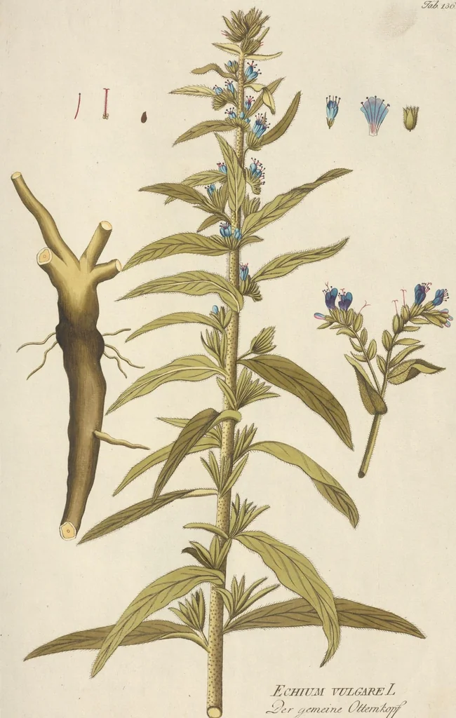 An illustration from (Centuria II.), 1789, leaf 161