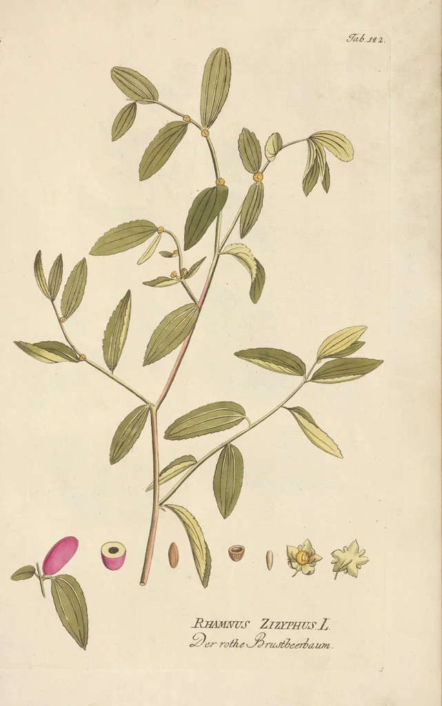 An illustration from (Centuria II.), 1789, leaf 173