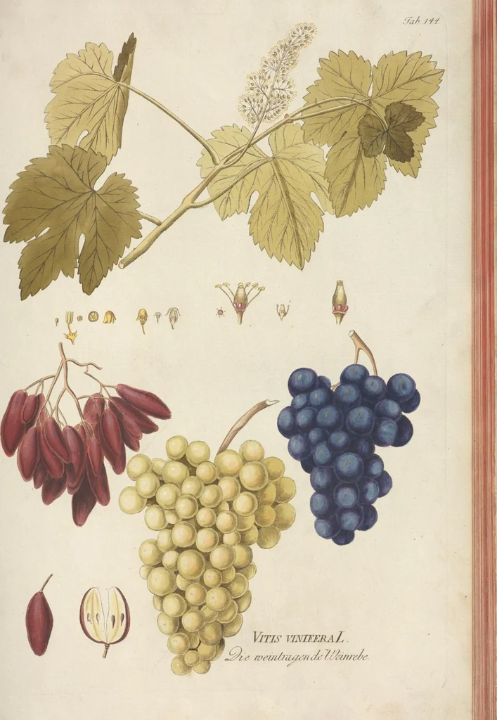 An illustration from (Centuria II.), 1789, leaf 177