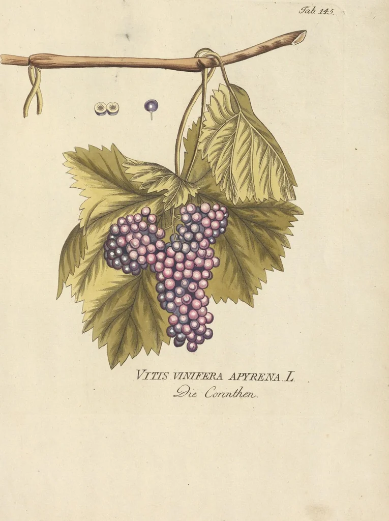 An illustration from (Centuria II.), 1789, leaf 179