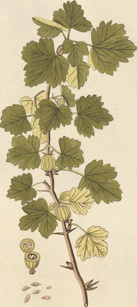 An illustration from (Centuria II.), 1789, leaf 185