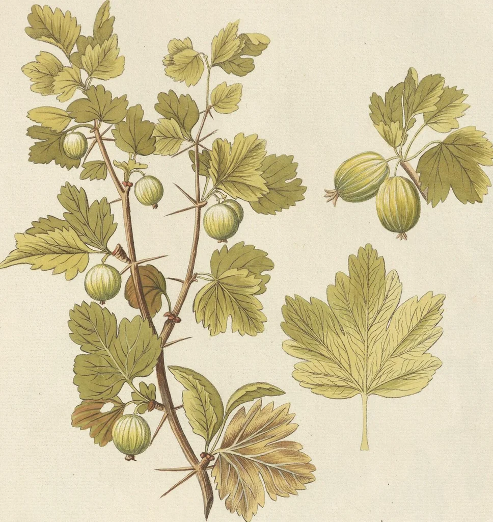 An illustration from (Centuria II.), 1789, leaf 187