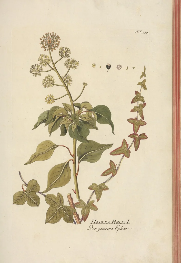 An illustration from (Centuria II.), 1789, leaf 189