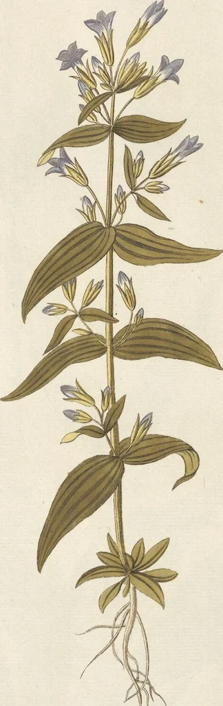 An illustration from (Centuria II.), 1789, leaf 207