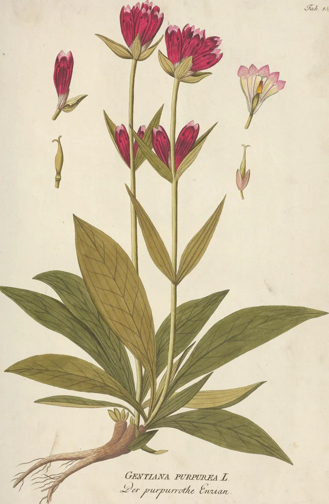 An illustration from (Centuria II.), 1789, leaf 209