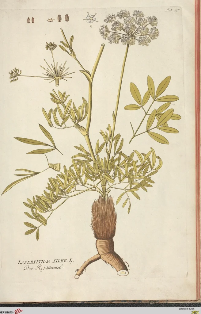 An illustration from (Centuria II.), 1789, leaf 249