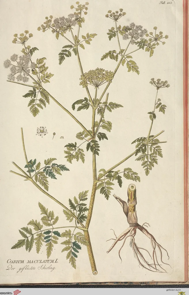 An illustration from (Centuria II.), 1789, leaf 259