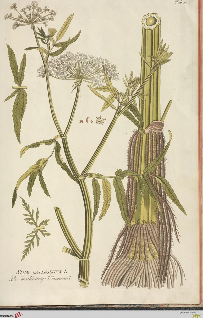 An illustration from (Centuria II.), 1789, leaf 273
