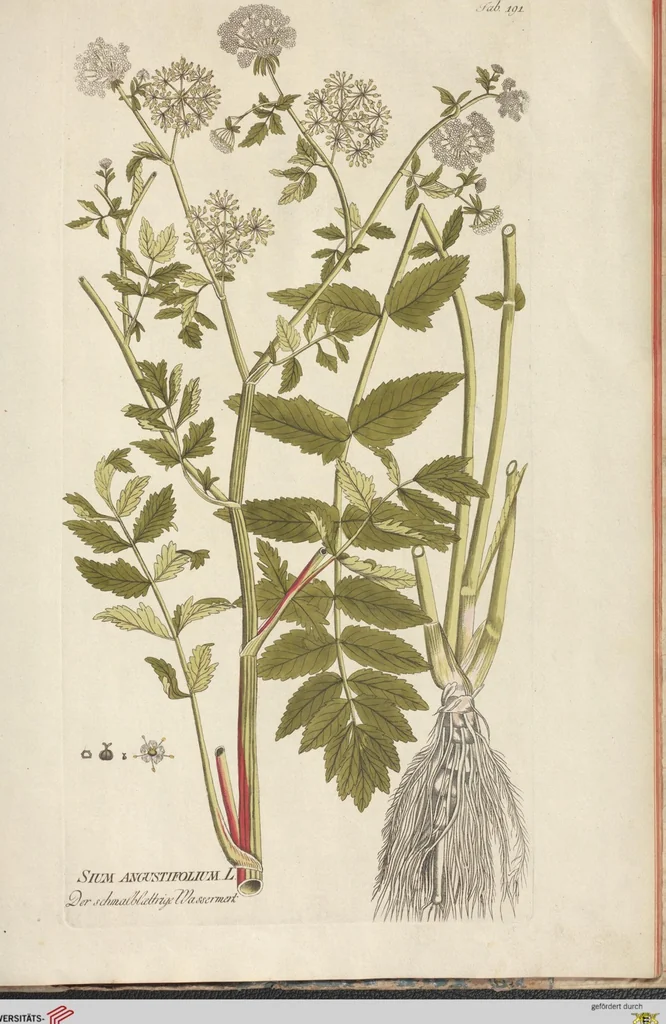 An illustration from (Centuria II.), 1789, leaf 275