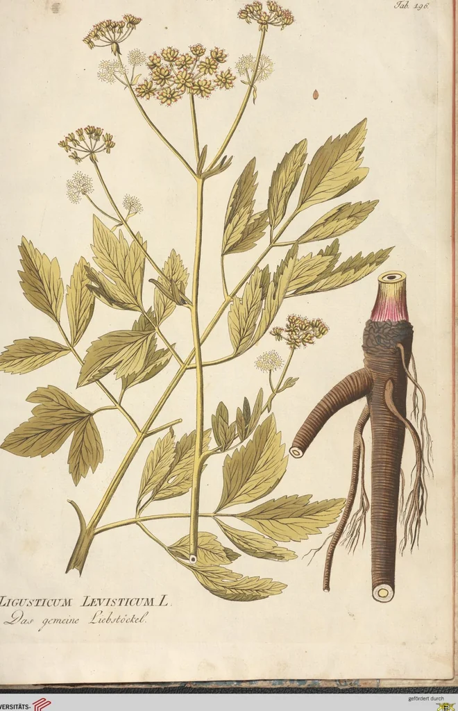 An illustration from (Centuria II.), 1789, leaf 285