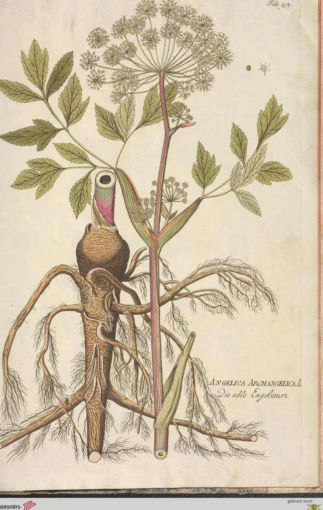 An illustration from (Centuria II.), 1789, leaf 287