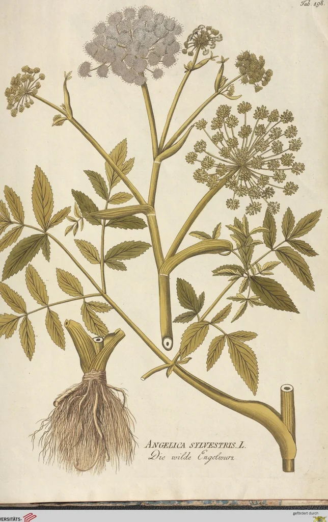An illustration from (Centuria II.), 1789, leaf 289