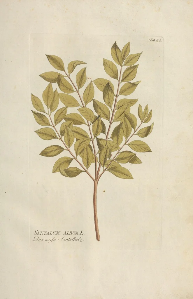An illustration from (Centuria II.), 1789, leaf 89