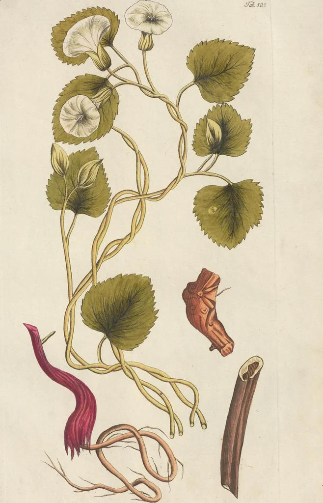An illustration from (Centuria II.), 1789, leaf 97
